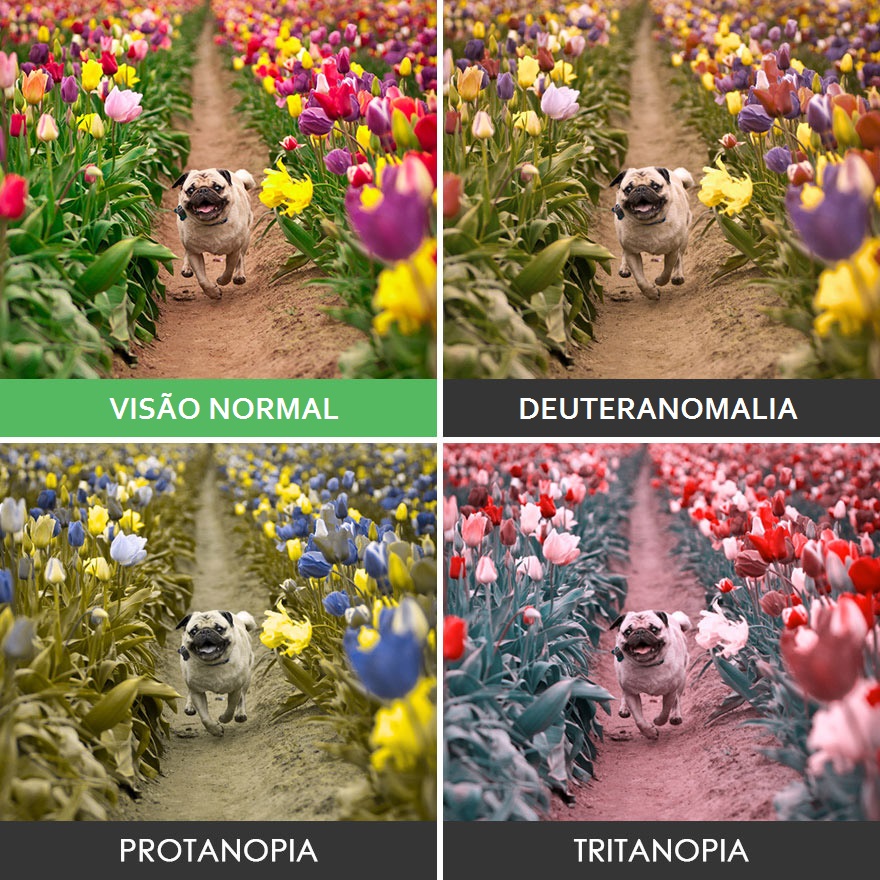 Pugzinho correndo pelo campo de flores <3