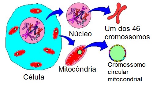 dna-mitocondrial-filho-de-tres-pessoas-tecnica