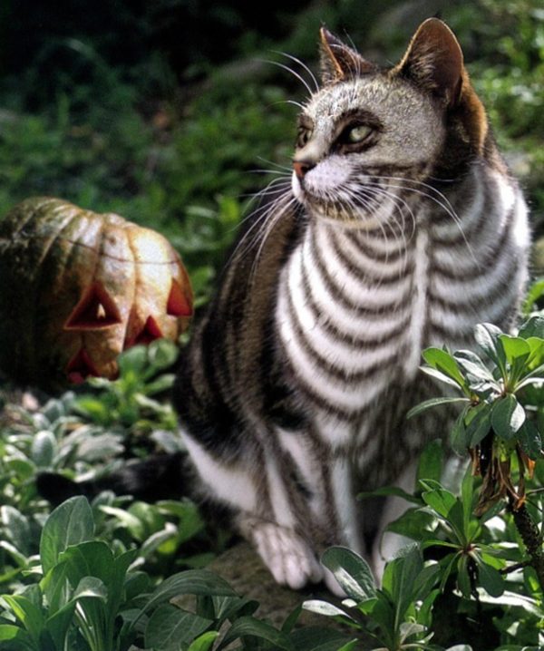 fantasia-halloween-gato-1