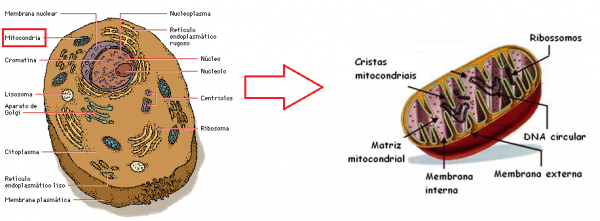 Estrutura da célula animal e da mitocôndria