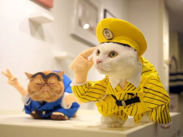cafe-cosplay-de-gatos-8