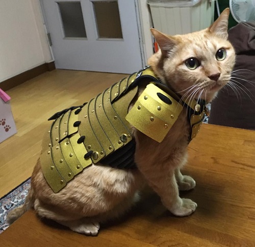 gato armadura samurai 5