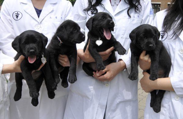 Four puppies, cloned from a labrador retriever, pose for a photograph with researchers at Seoul National University's College of Veterinary Medicine in Seoul July 1, 2008. Two South Korean labs are offering pet owners the chance to clone dogs, but for those looking to bring back a beloved beagle, be ready to wait in line and have plenty of cash on hand. REUTERS/Ben Weller (SOUTH KOREA) - RTX808I
