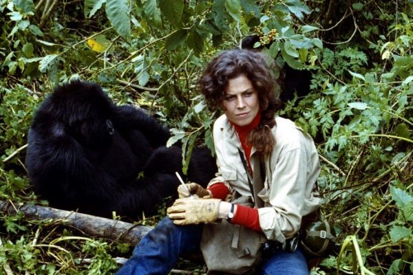 Sigourney Weaver in Gorillas in the Mist- Reprodução